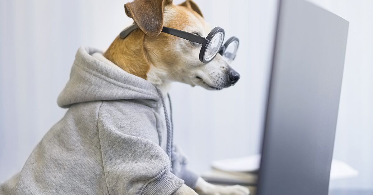 Smart working dog using computer typing on laptop keyboard.