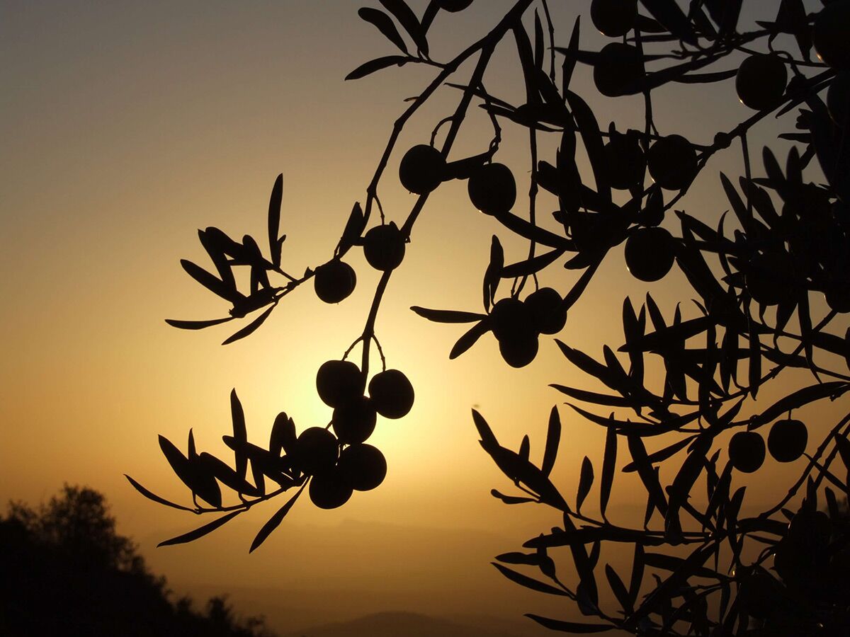 Olive tree at sunset