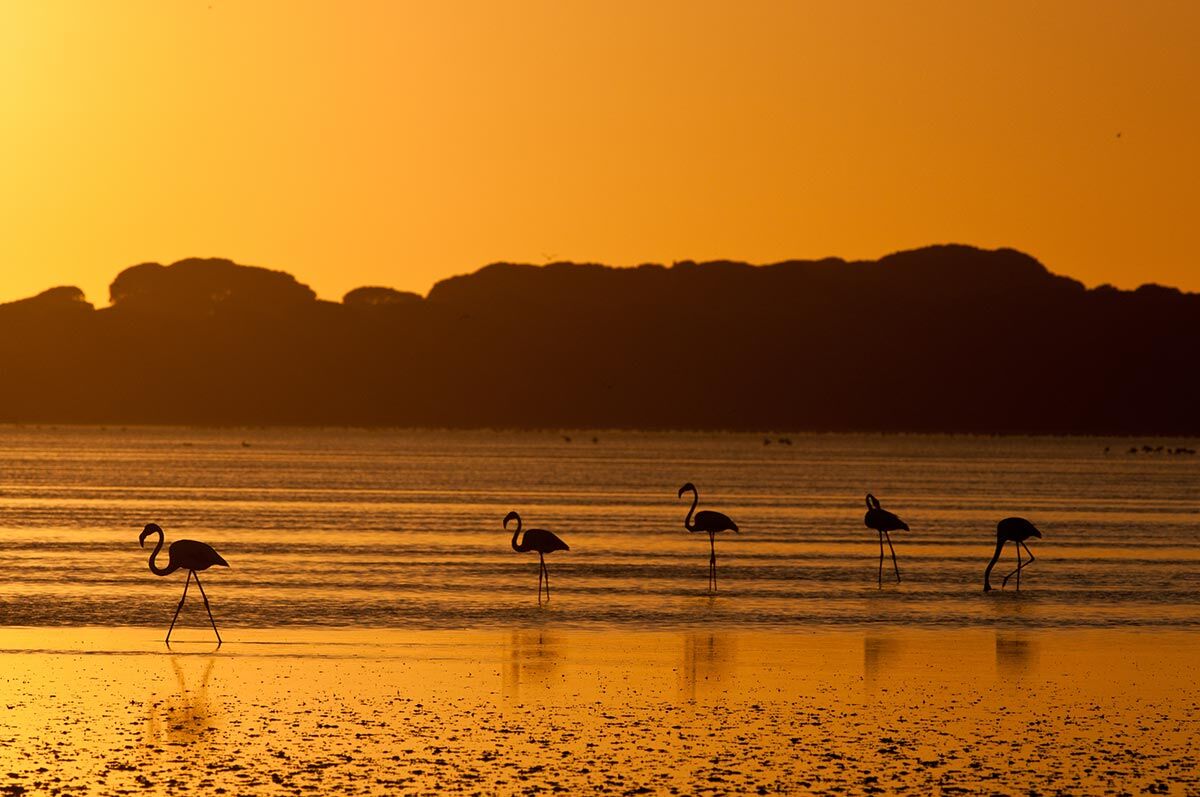 Flamingos at Fuente de la Piedra