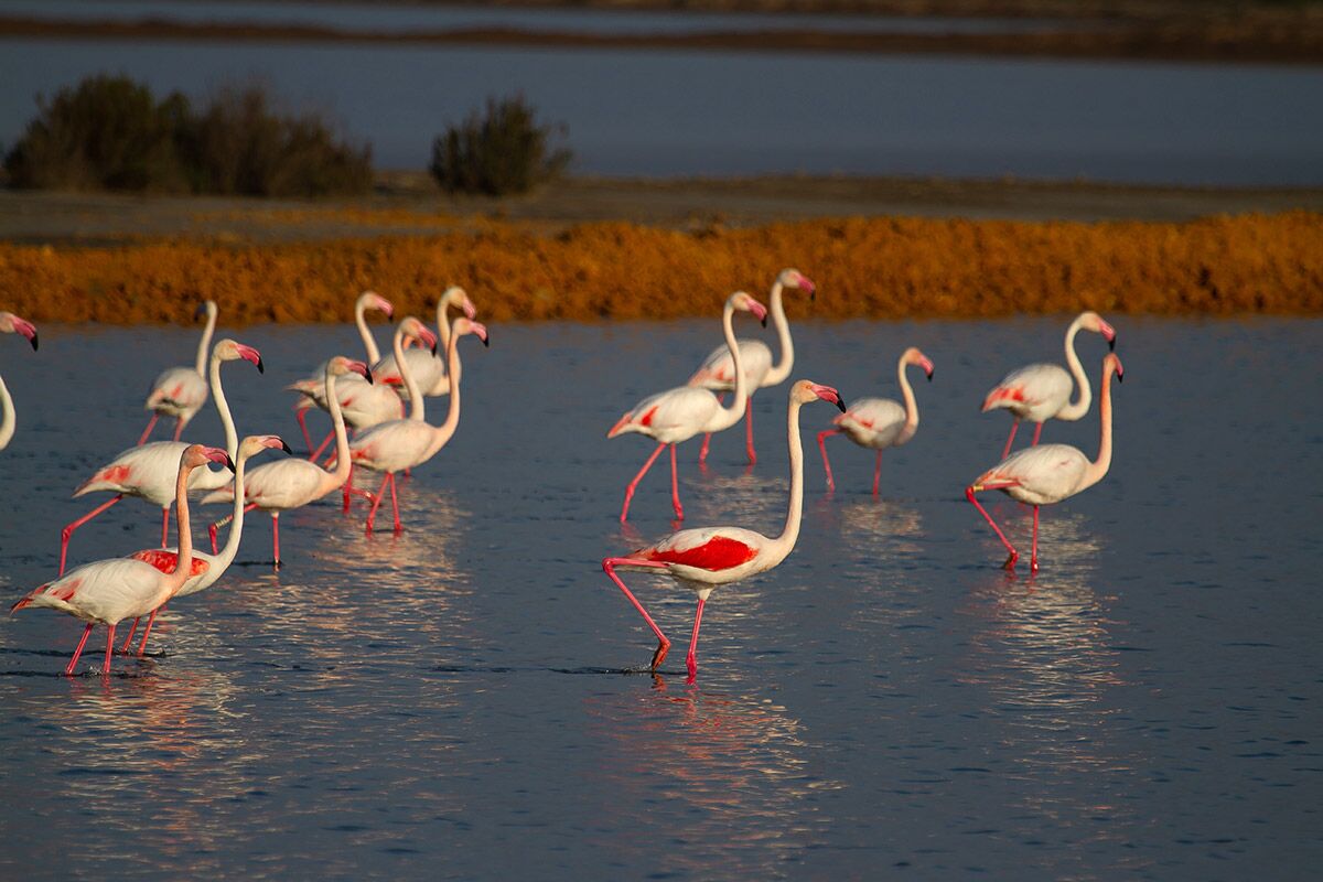 spain-and-green-energy-3 Greater flamingo (Phoenicopterus roseus) in Doñana National Park